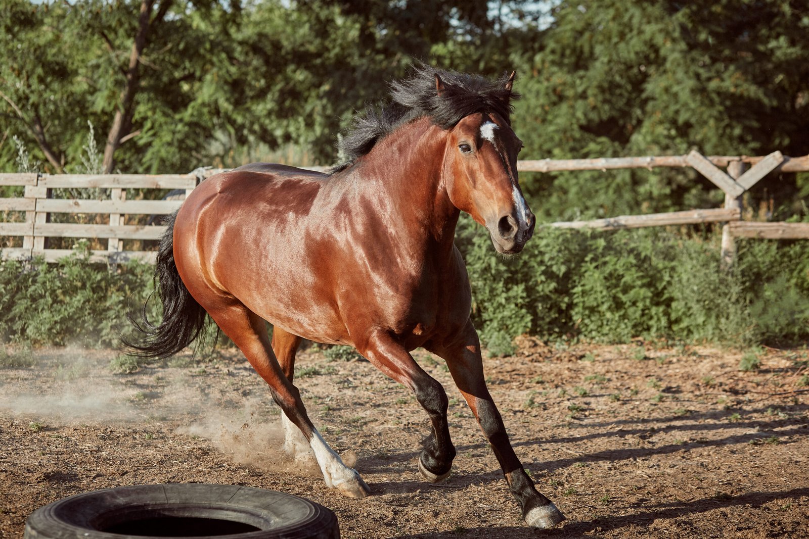Inicio Caballo Corriendo En El Paddock En La Arena En Verano Animales En El Rancho Scaled
