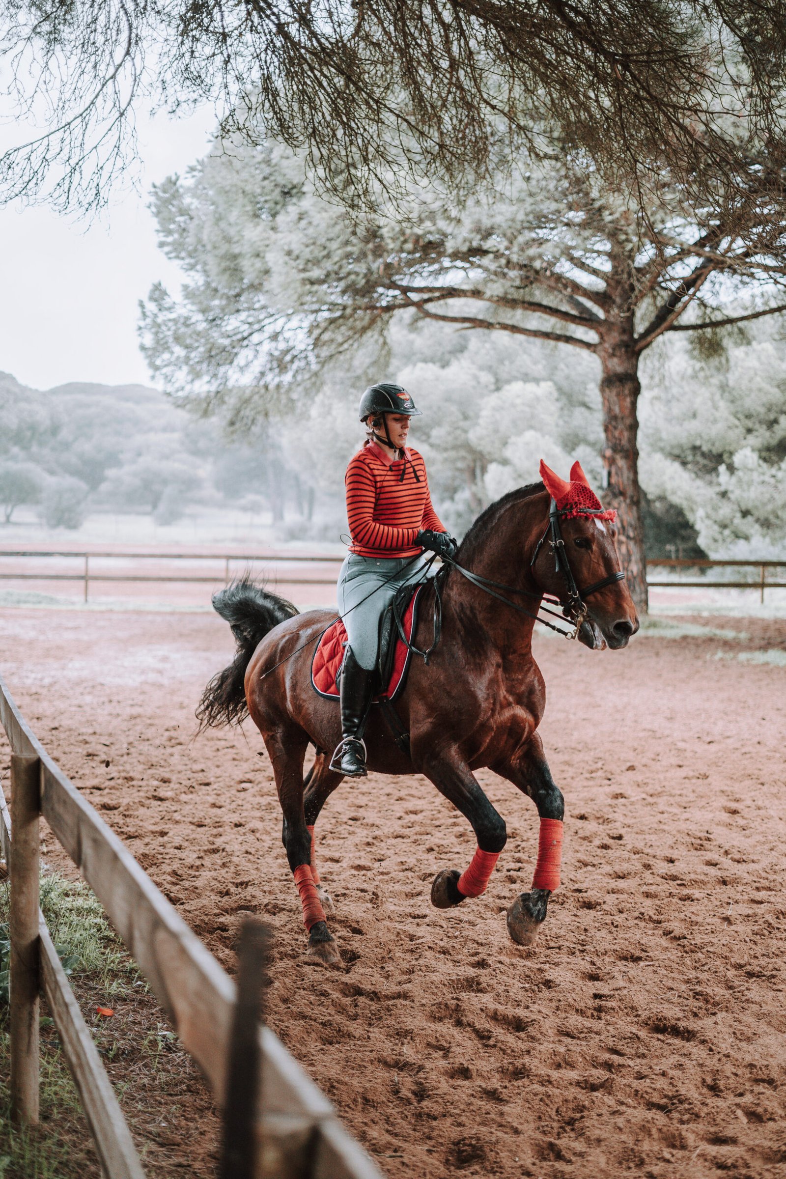 Entrenamiento caballo